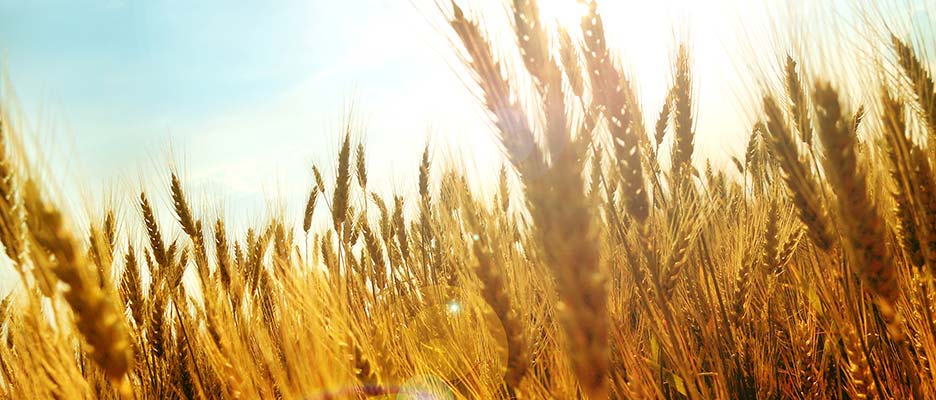 TANK_Agribusiness_Industry